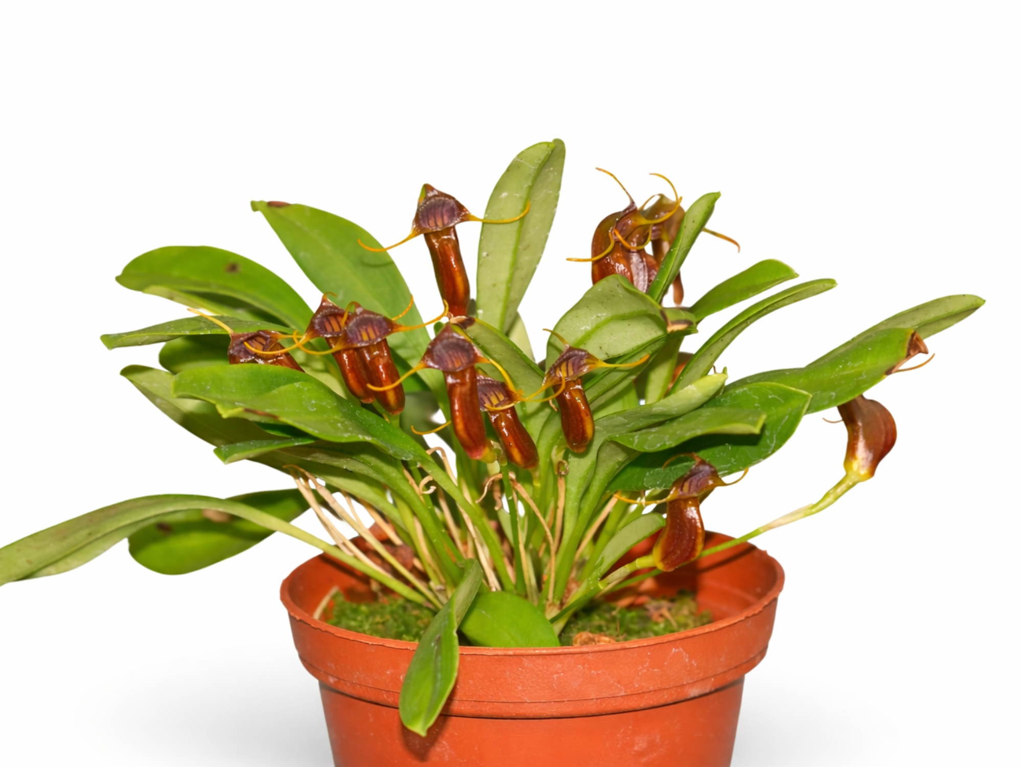 Masdevallia ventricularia