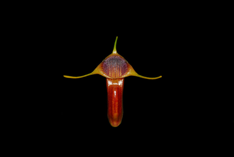 Masdevallia ventricularia
