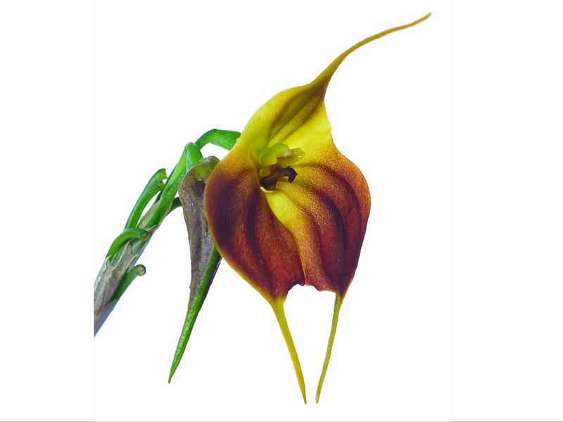 Masdevallia venus