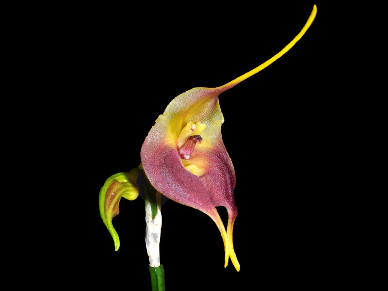 Masdevallia venus dark