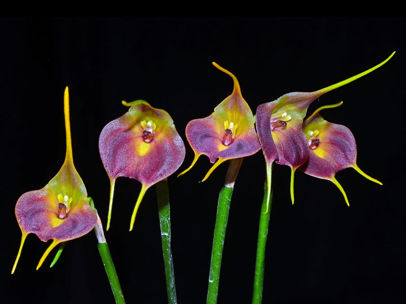 Masdevallia venus dark