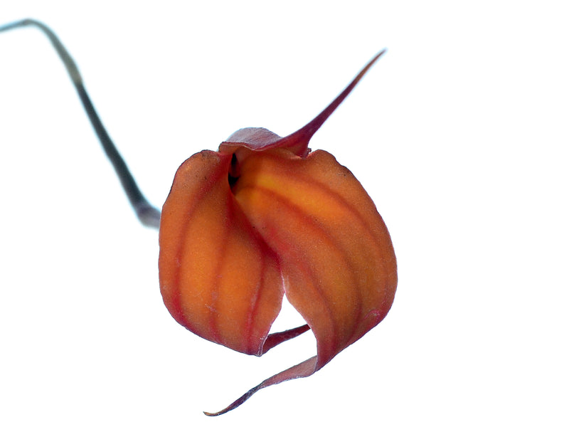 Masdevallia venusta