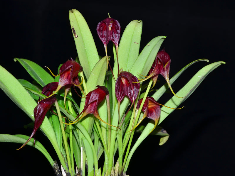 Masdevallia vidua