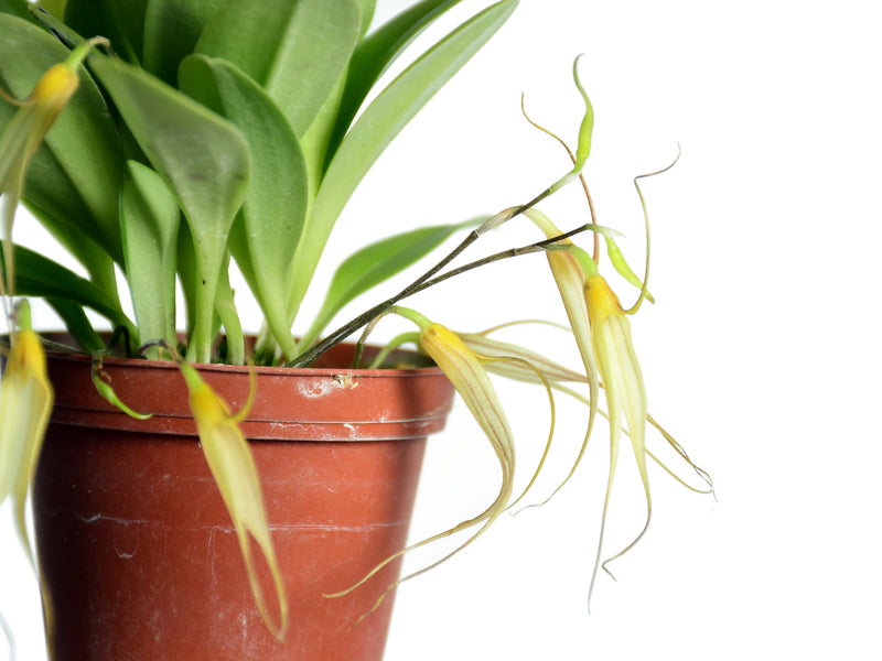 Masdevallia vieirana