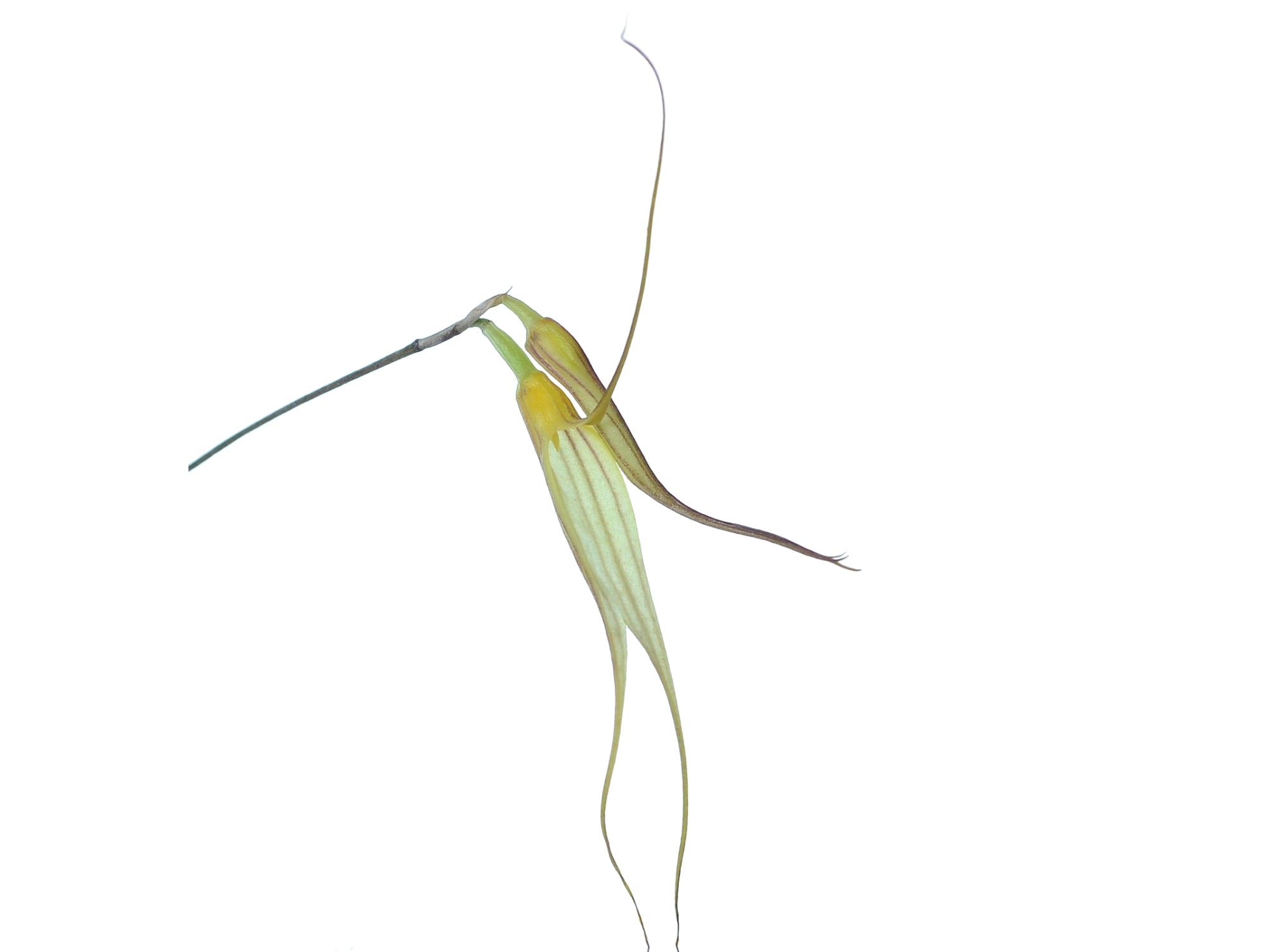 Masdevallia vieirana