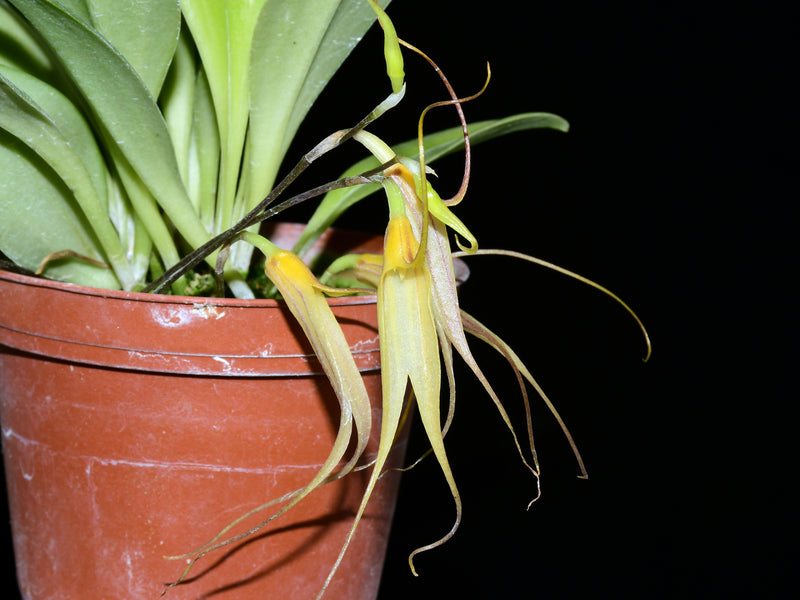 Masdevallia vieirana