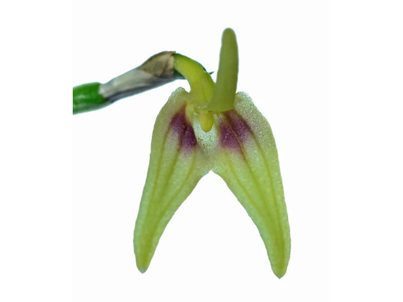 Masdevallia virens