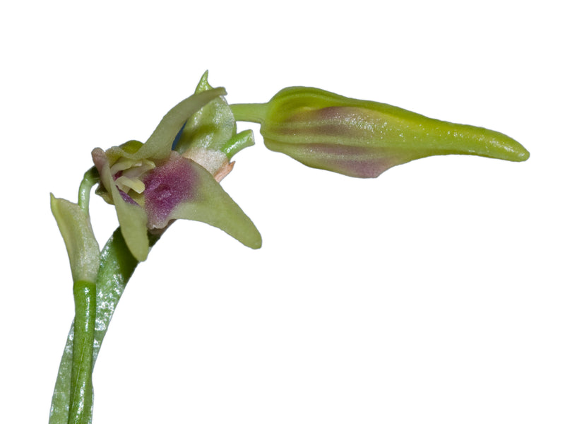 Masdevallia virens