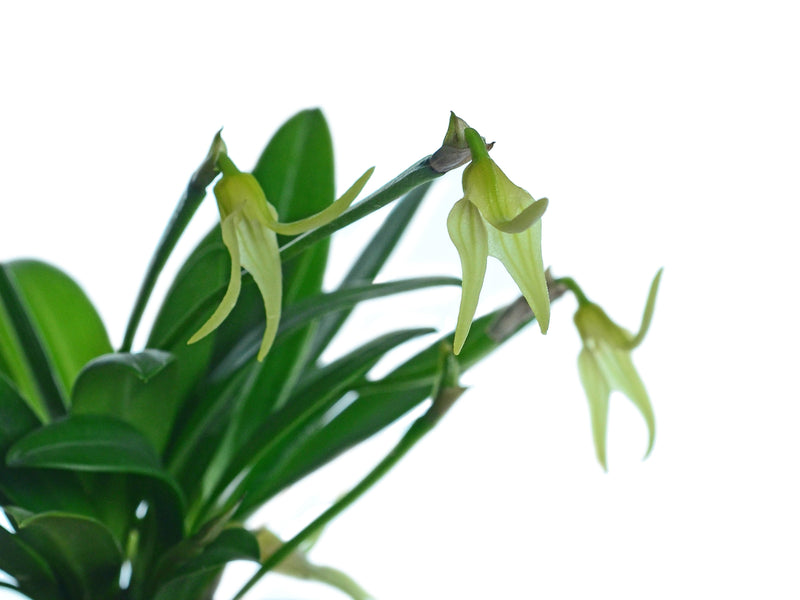 Masdevallia virens albescens