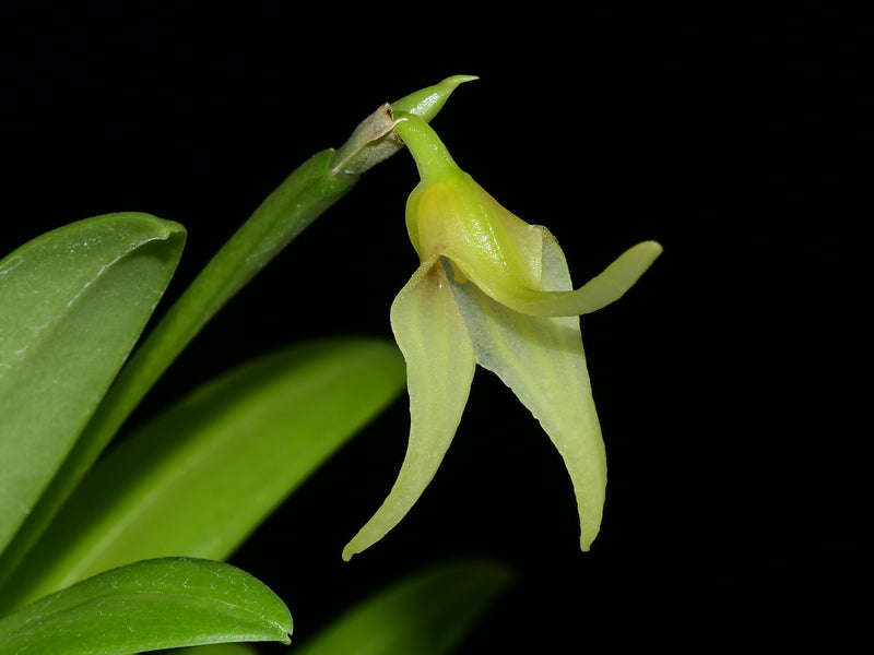 Masdevallia virens albescens