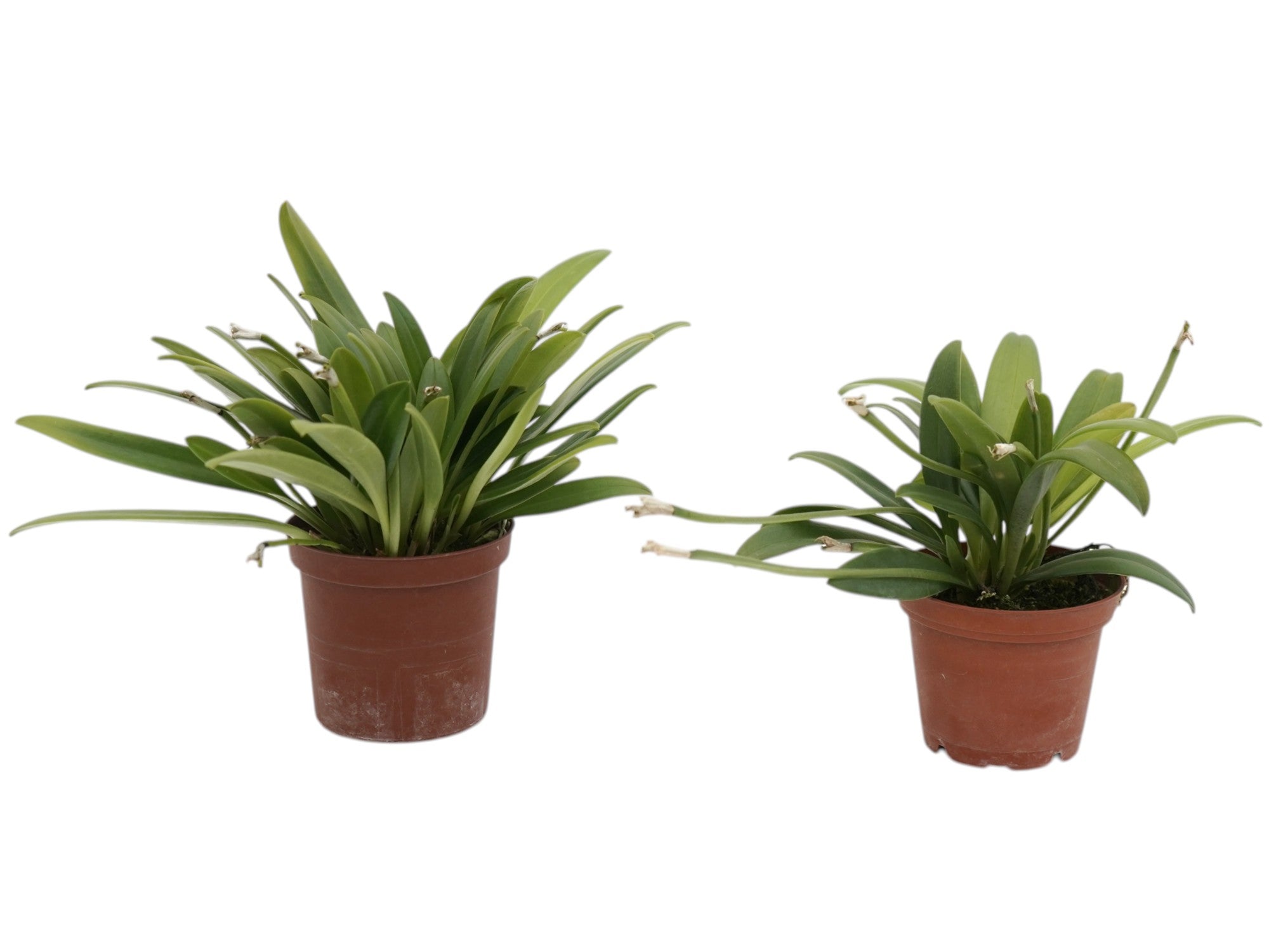 Masdevallia virens f. albescens (Big)