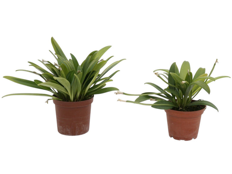 Masdevallia virens f. albescens (Big)