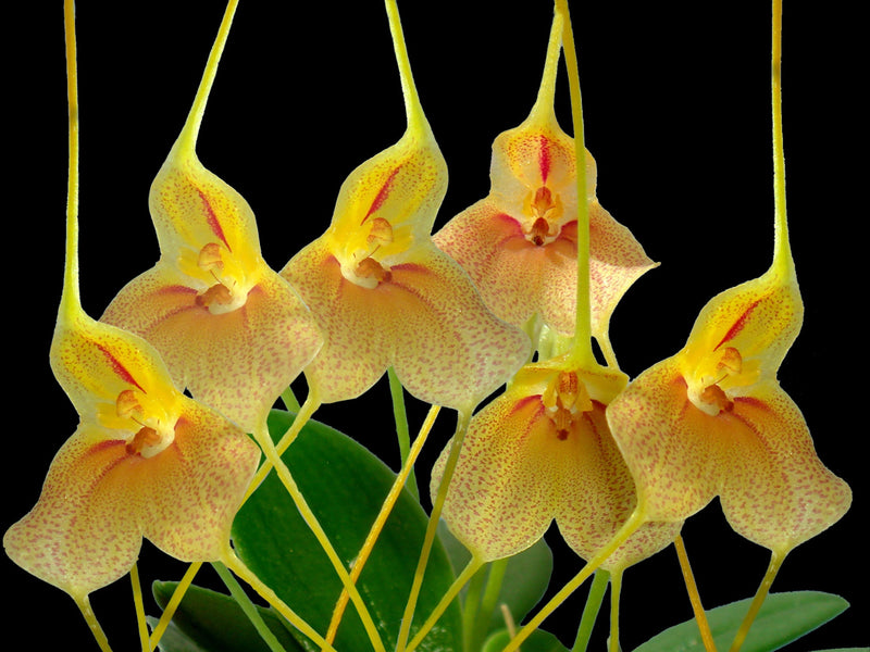 Masdevallia wageneriana var. pteroglossa