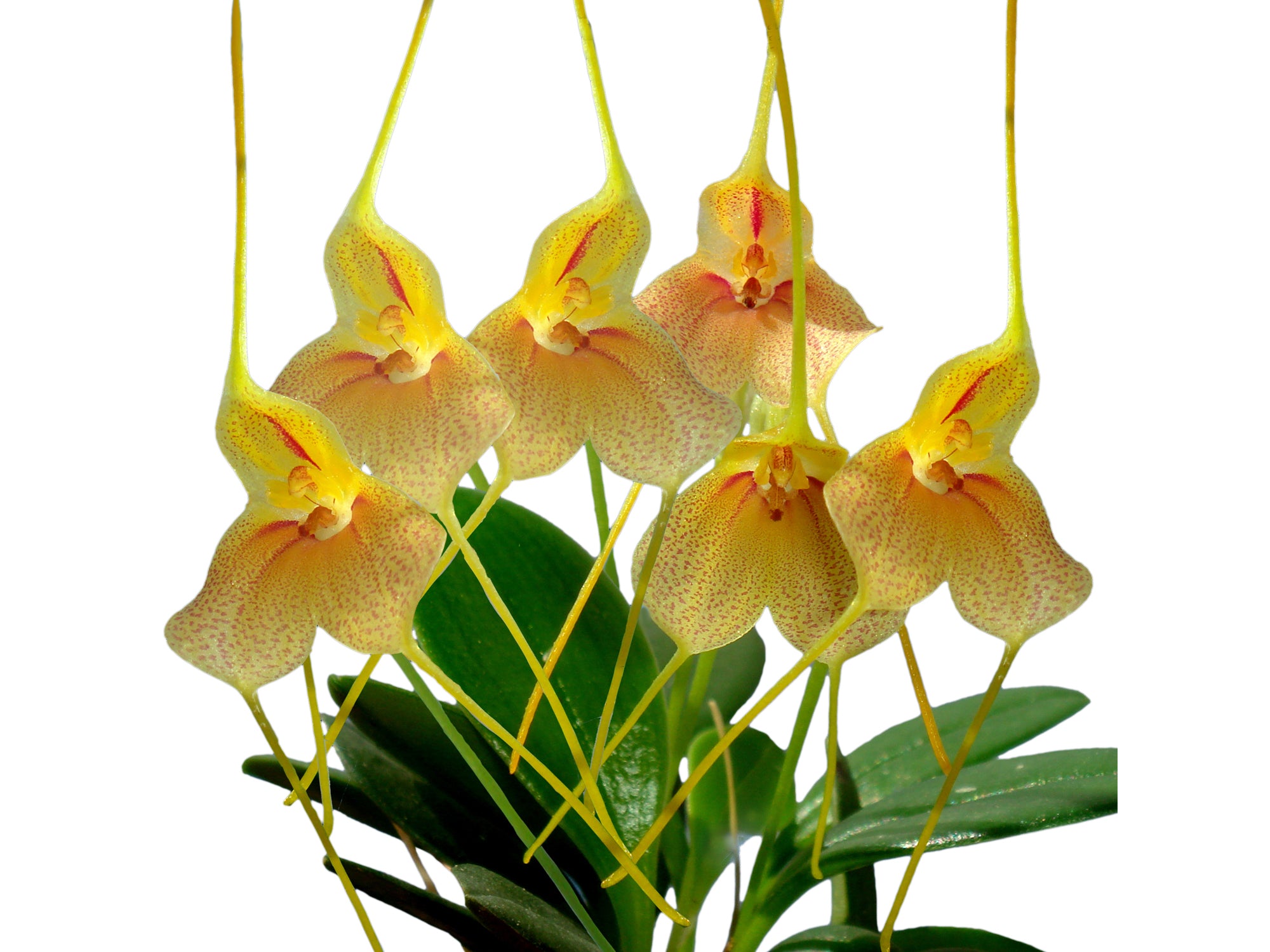 Masdevallia wageneriana var. pteroglossa