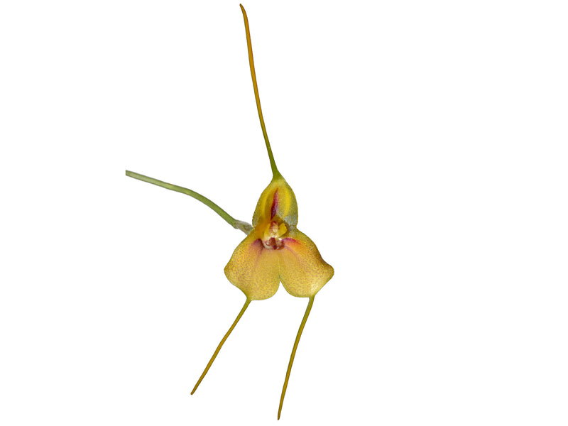 Masdevallia wageneriana var. pteroglossa