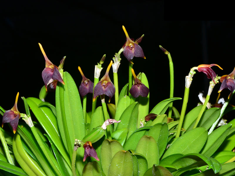 Masdevallia weberbaueri