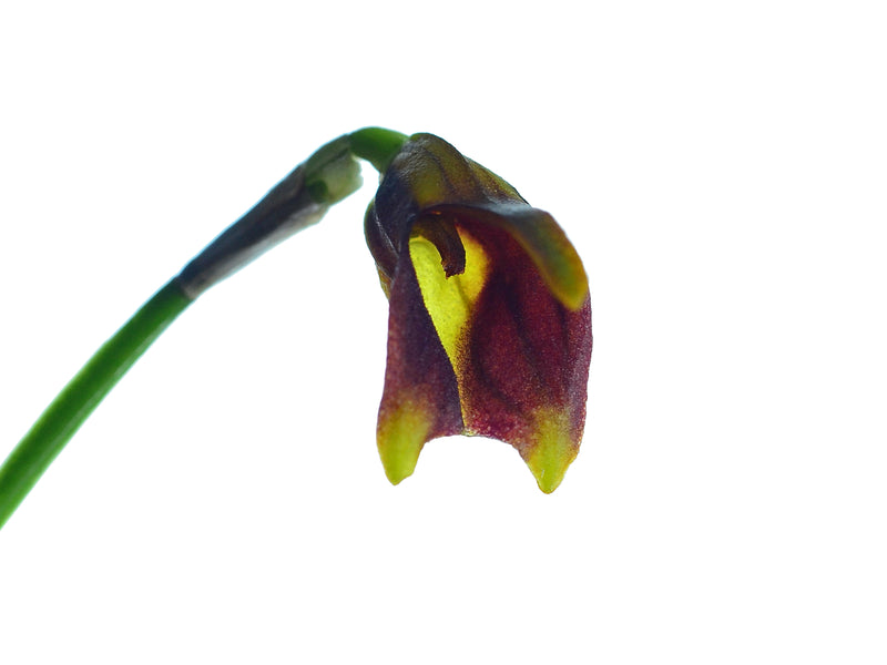 Masdevallia weberbaueri