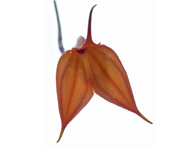 Masdevallia welischii