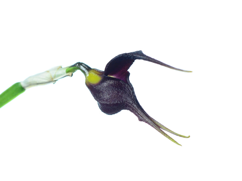 Masdevallia whiteana