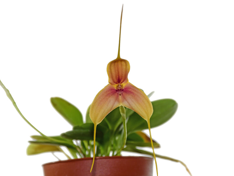Masdevallia wuelfinghoffiana
