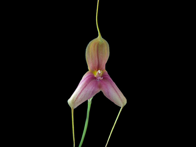 Masdevallia wuelfinghoffiana