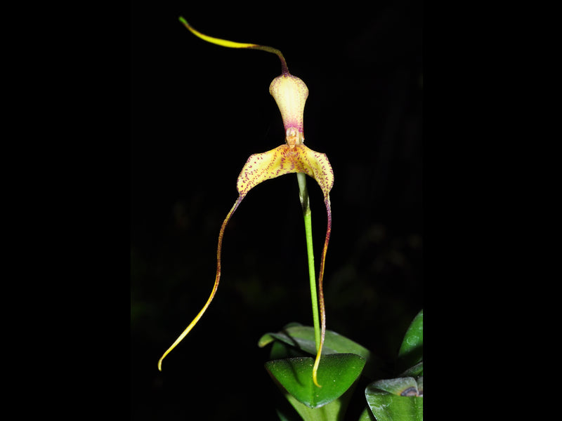 Masdevallia wurdackii