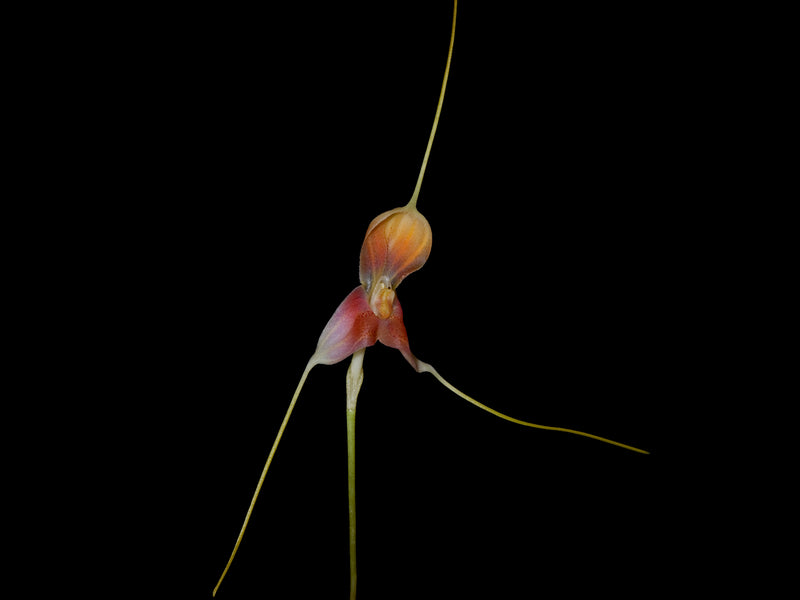 Masdevallia xanthina red