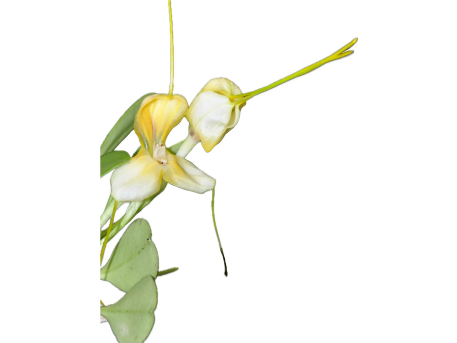 Masdevallia xanthina ssp. pallida