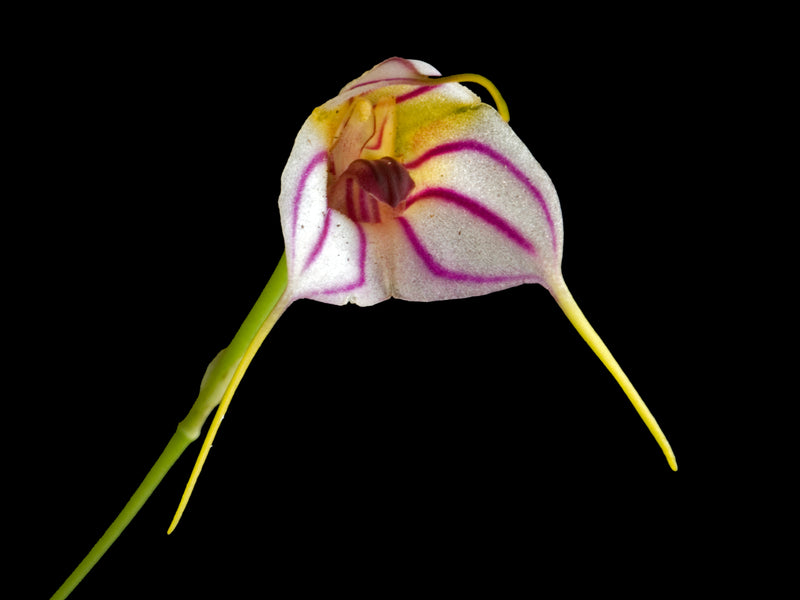 Masdevallia yungasensis