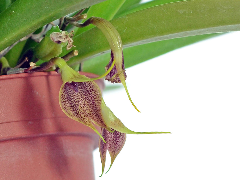 Masdevallia zahlbruckneri
