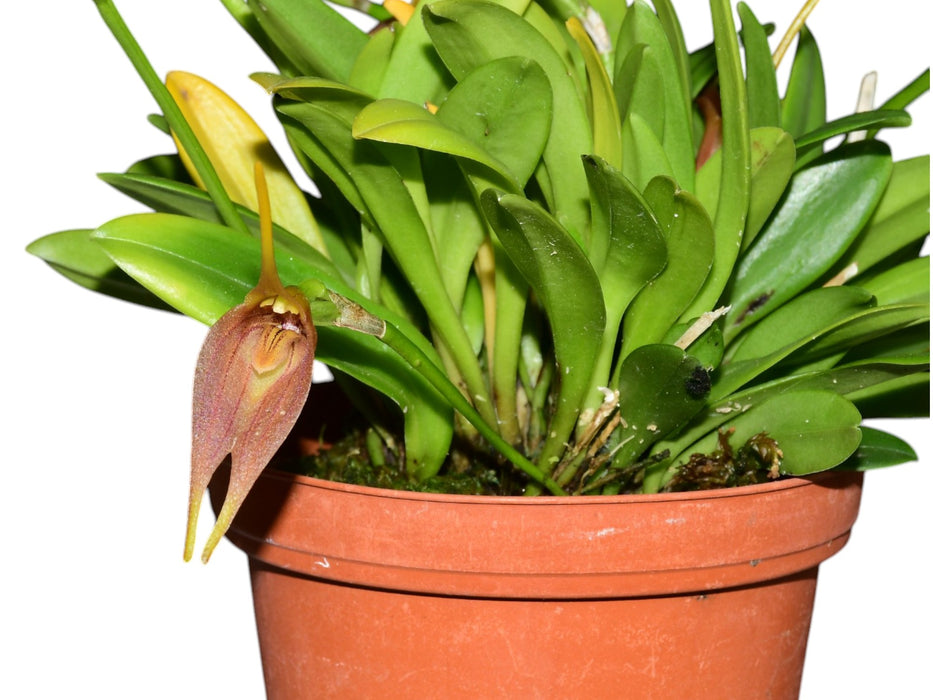 Masdevallia zumbae