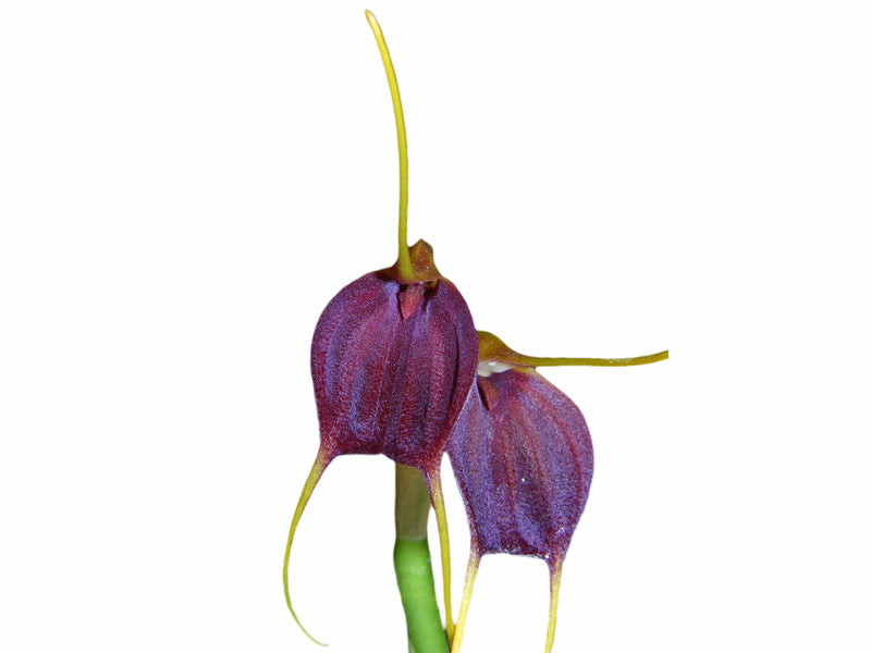 Masdevallia acrochordonia
