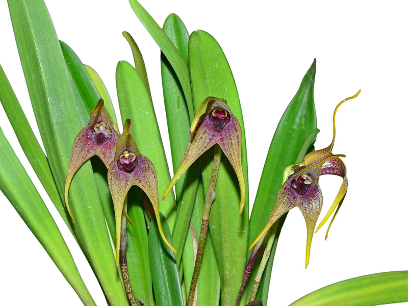 Masdevallia bonplandii