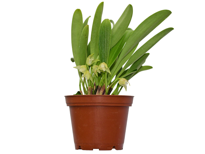 Masdevallia campyloglossa