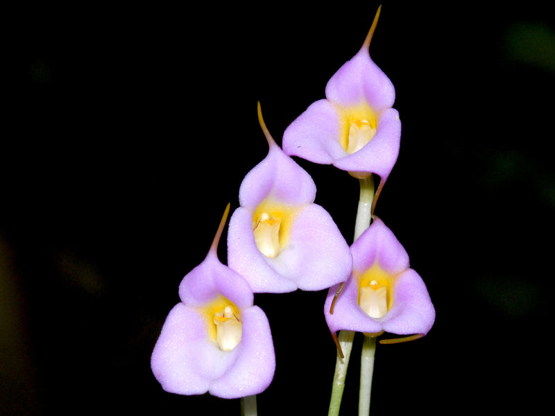 Masdevallia uniflora albina
