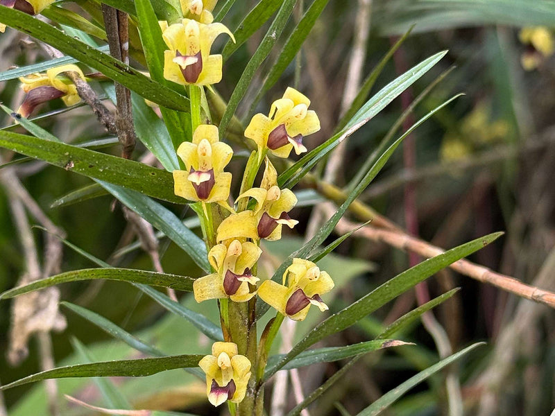 Maxillaria graminifolia