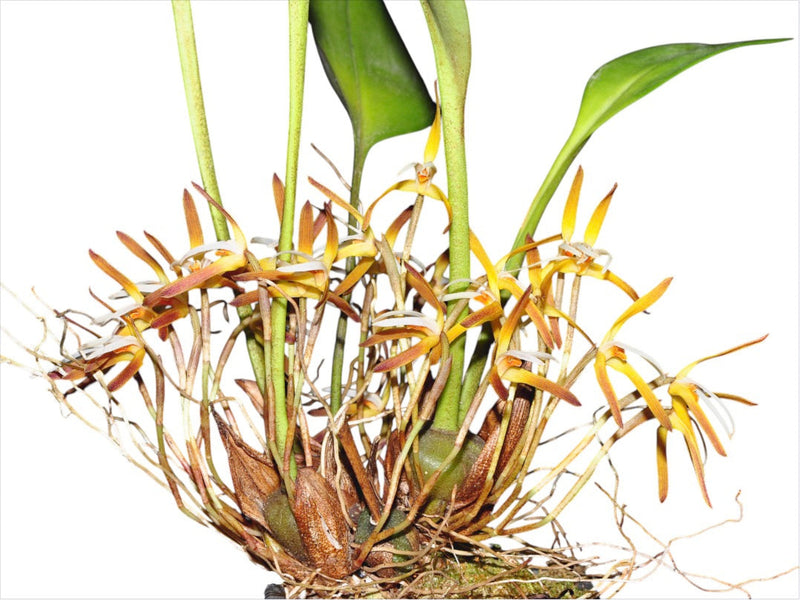 Maxillaria hennisiana