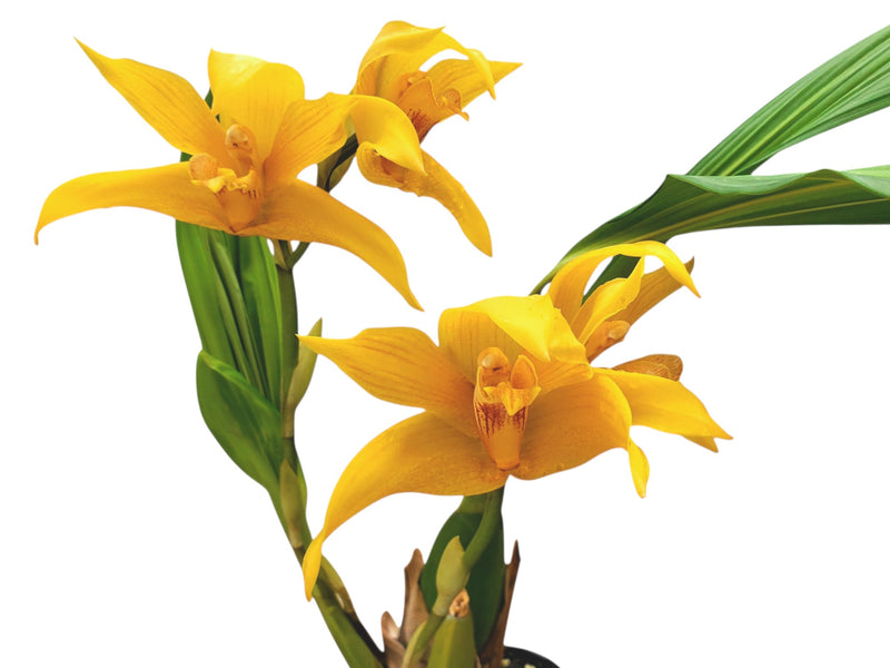 Maxcastuloa Ecuagenera