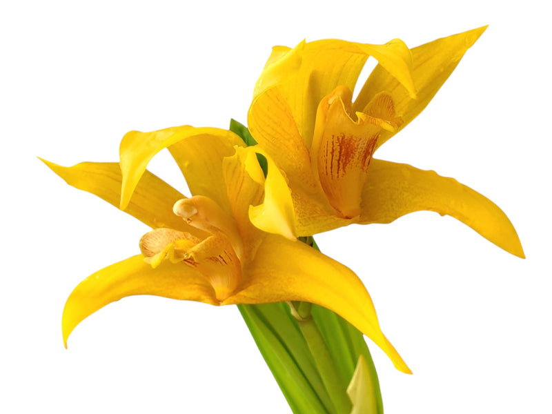 Maxcastuloa Ecuagenera