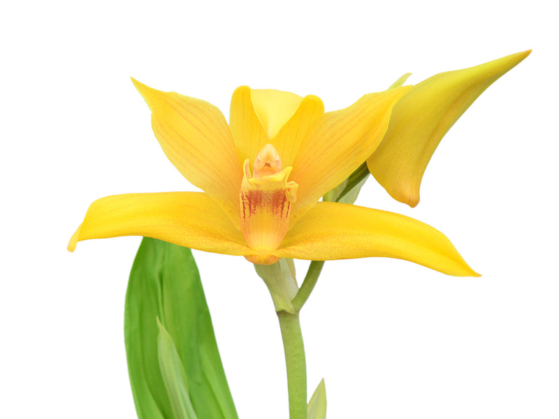 Maxcastuloa Ecuagenera