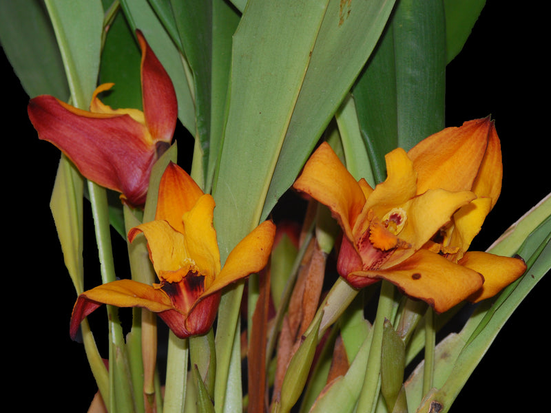 Maxillaria Fabricio Suarez