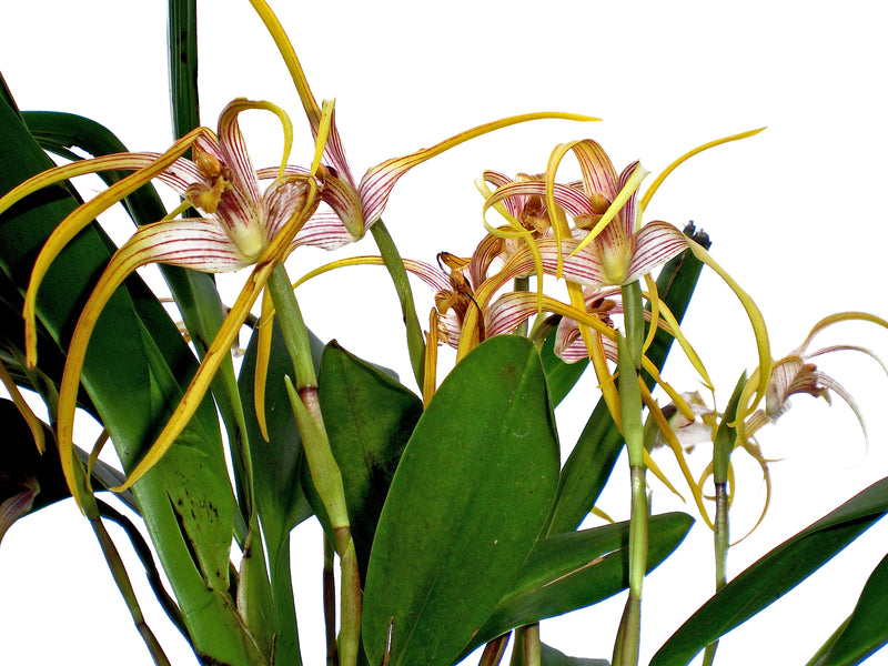Maxillaria Jinsop Medina