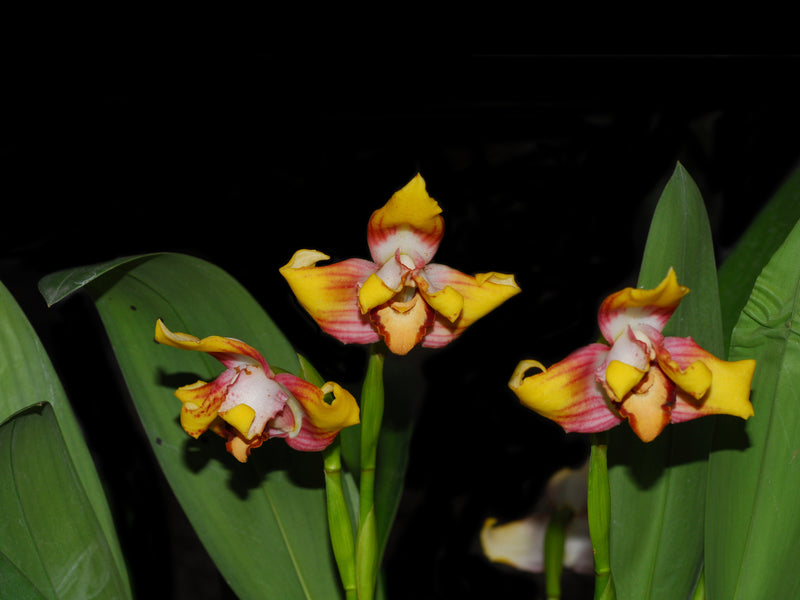 Maxillaria Johann Blatter