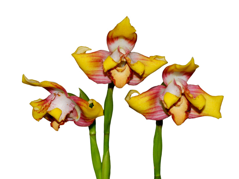 Maxillaria Johann Blatter