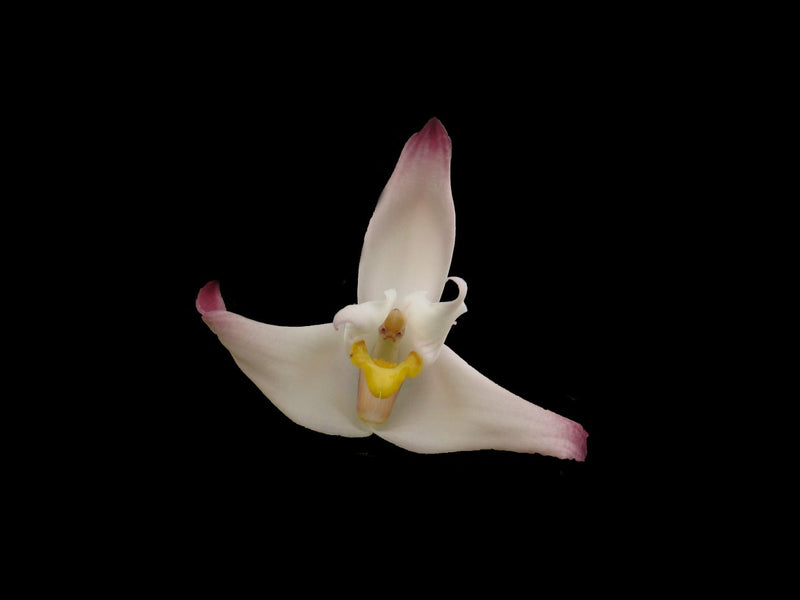 Maxillaria Padre Jorge Moreno