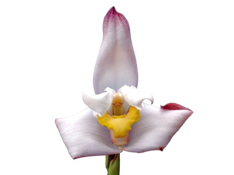 Maxillaria Padre Jorge Moreno