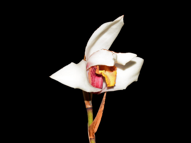 Maxillaria Paloma