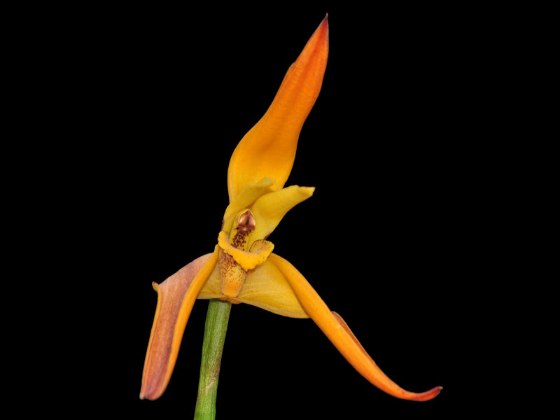 Maxillaria Pepe Portilla