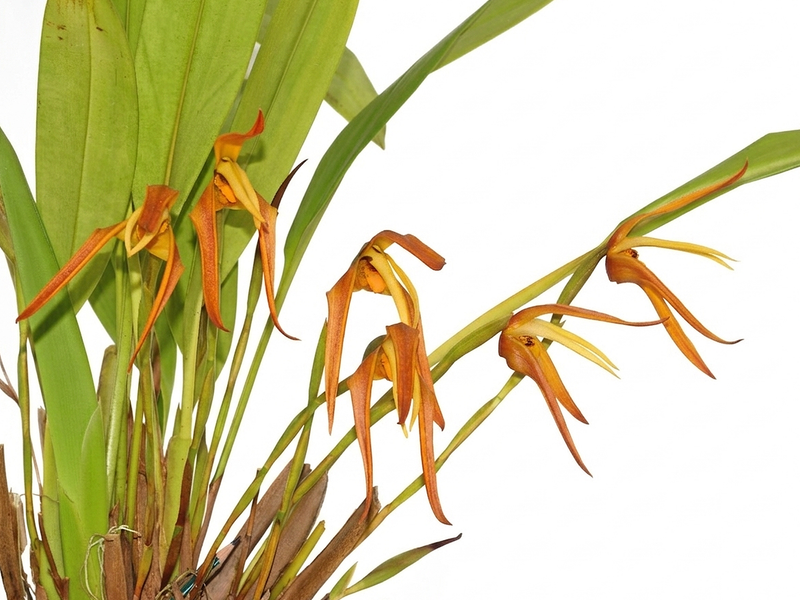 Maxillaria Pepe Portilla