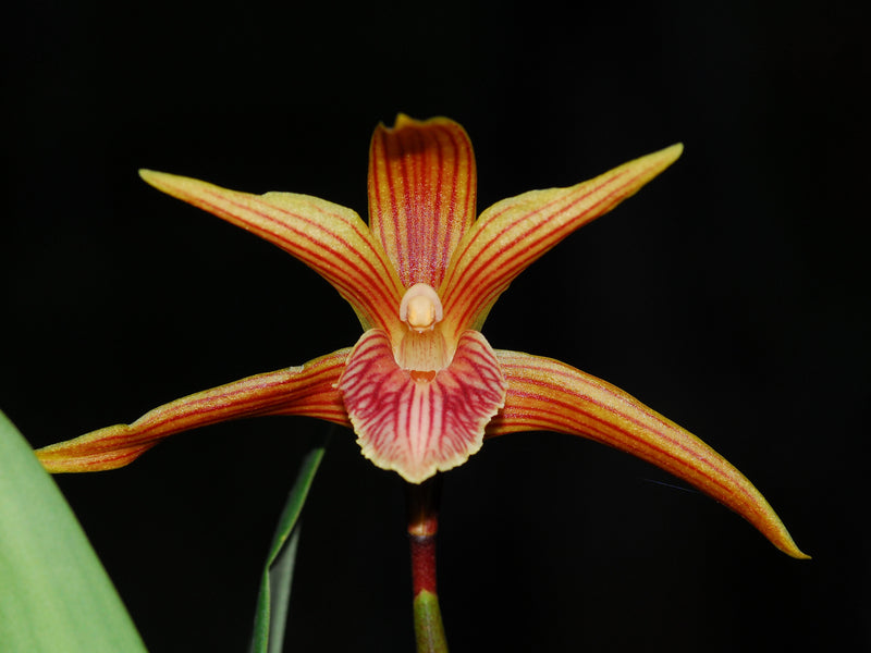 Maxillaria Sangay